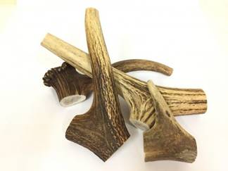 Antler