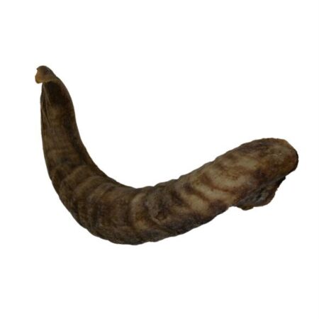 Lamb horns
