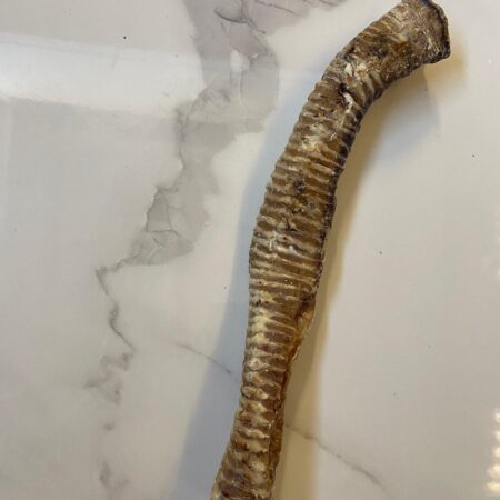 Large Trachea