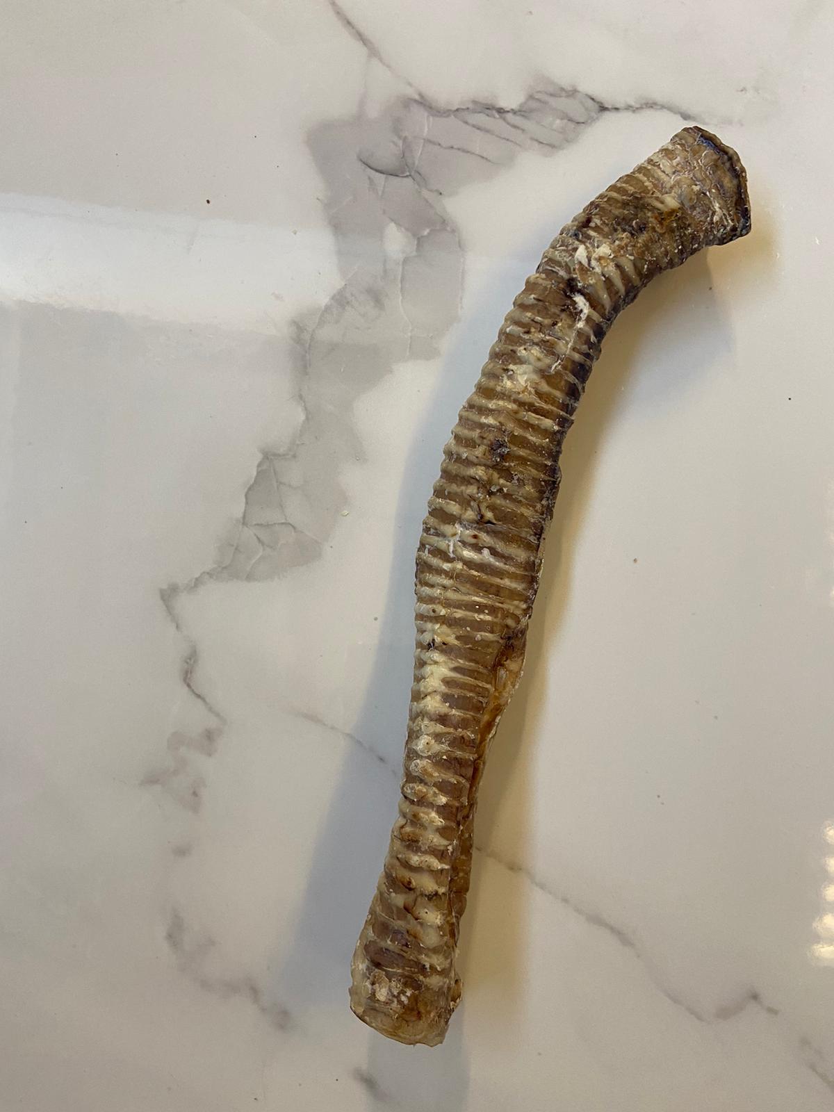 Large Trachea