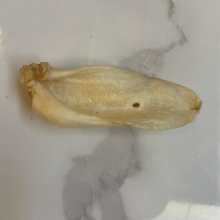 Puffed Goat Ear