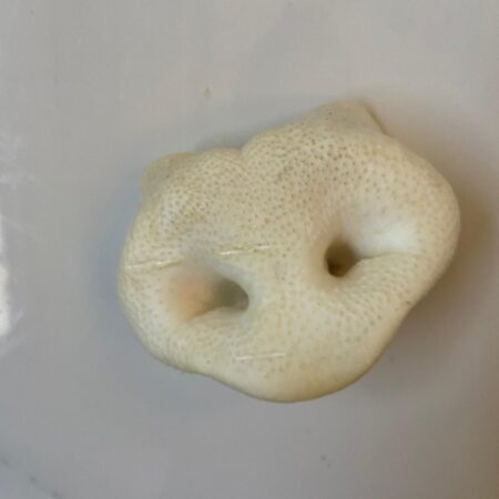 Puffed Pig Snout