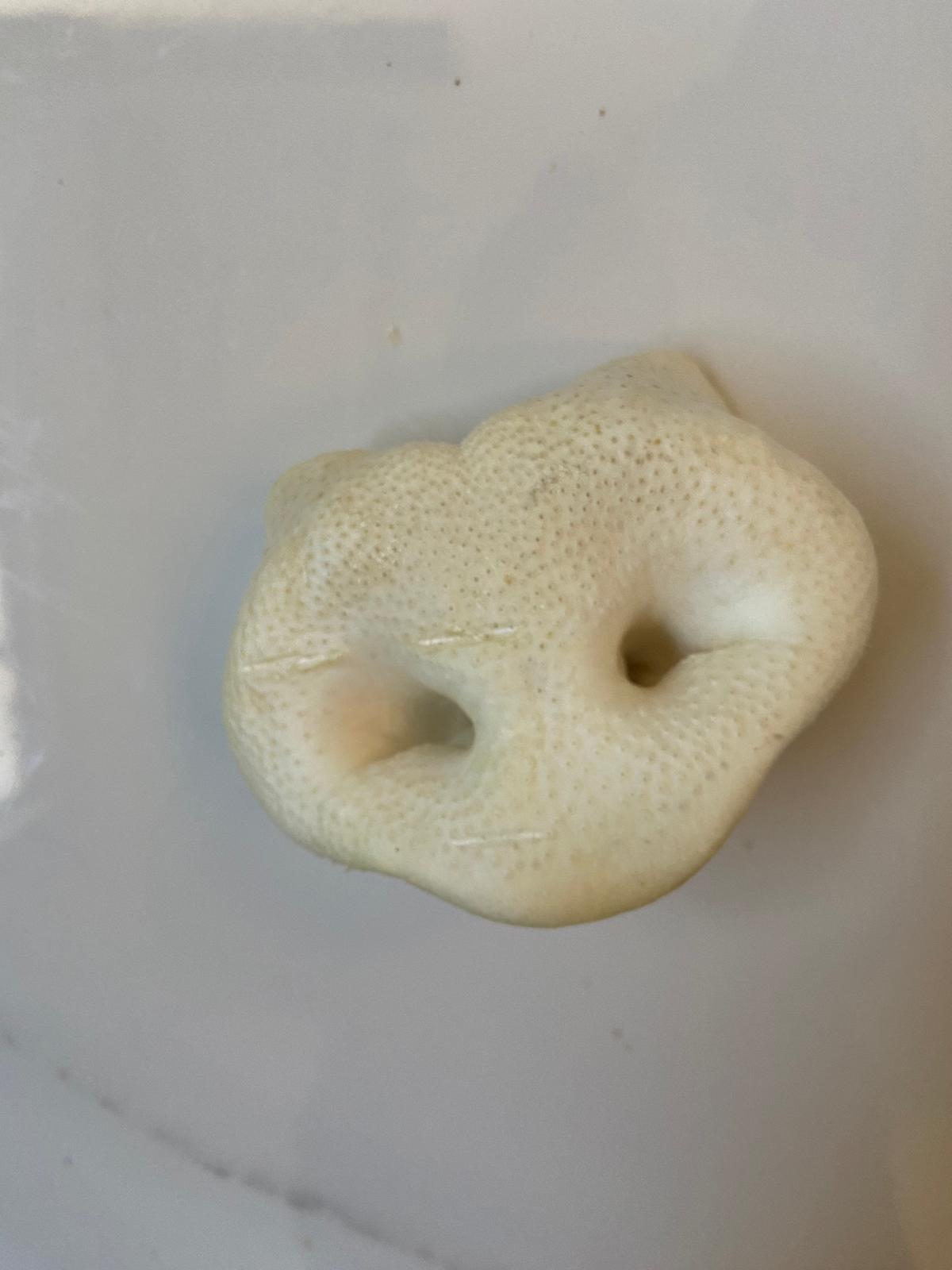 Puffed Pig Snout