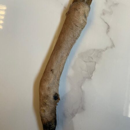 Deer Leg