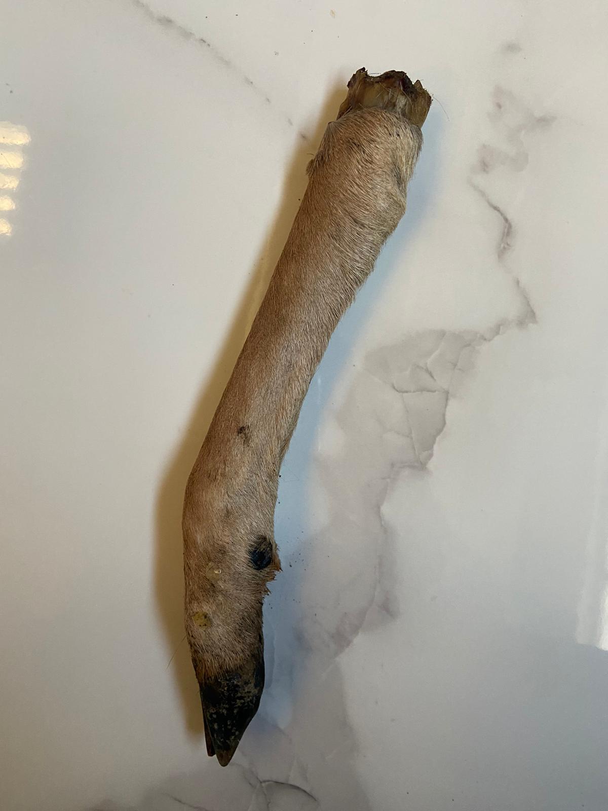 Deer Leg