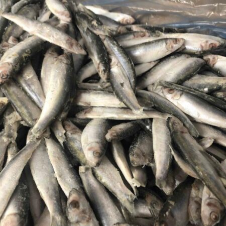 Sprats (Frozen)